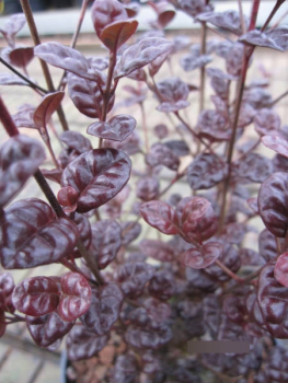 Preview: Schopfmyrthe Schwarze Perle - Lophomyrthus x ralphi Black Pearl